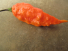 Bhut Large Image